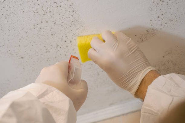 Professional Mold Inspection, Removal & Remediation in Keewatin, MN