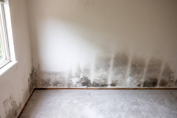 Mold Remediation for Vacation Homes in Keewatin, MN